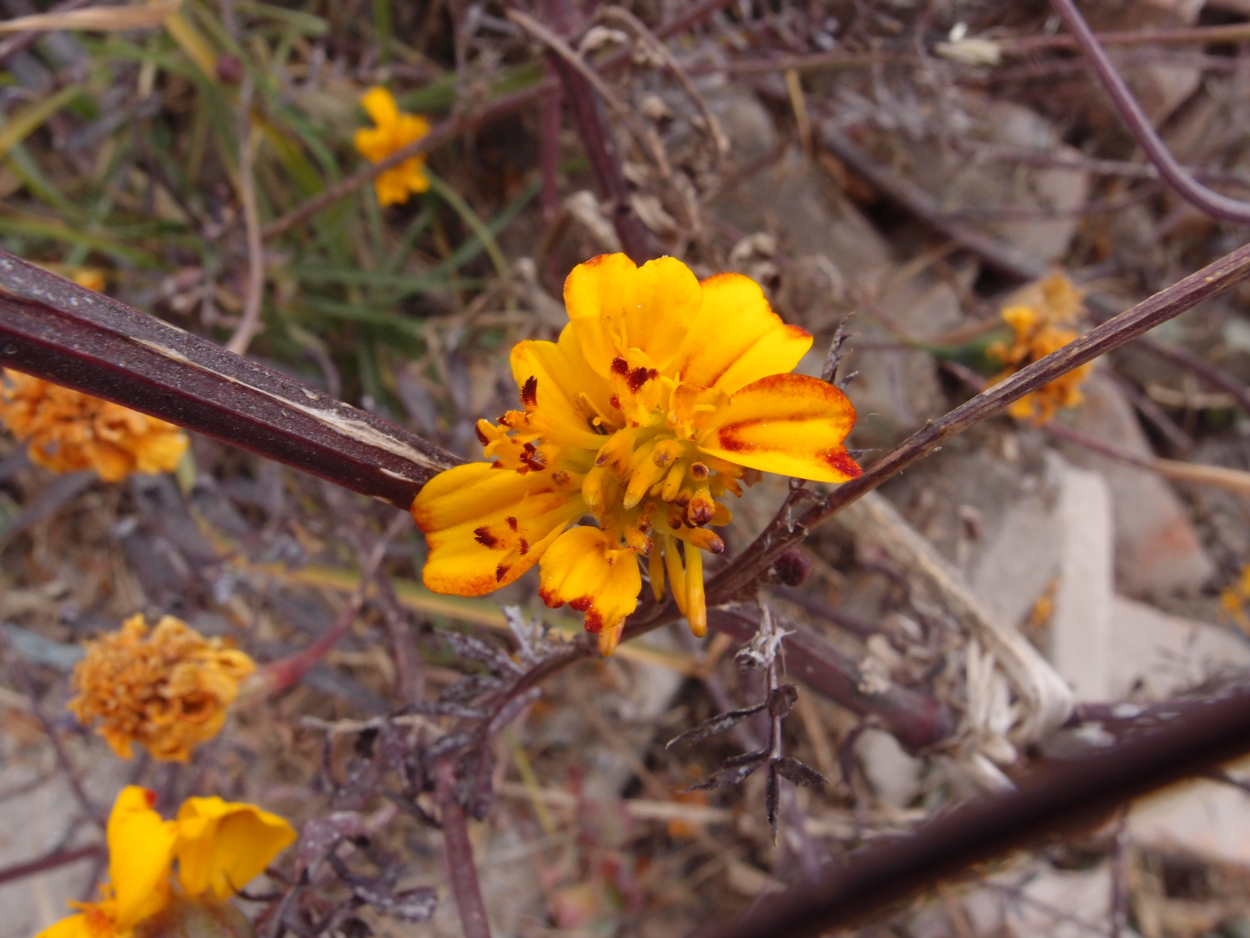 2018-01-16 12 Uhr - Im Shivapuri Nagarjun National Park (Nagi Gumba) (Foto) 